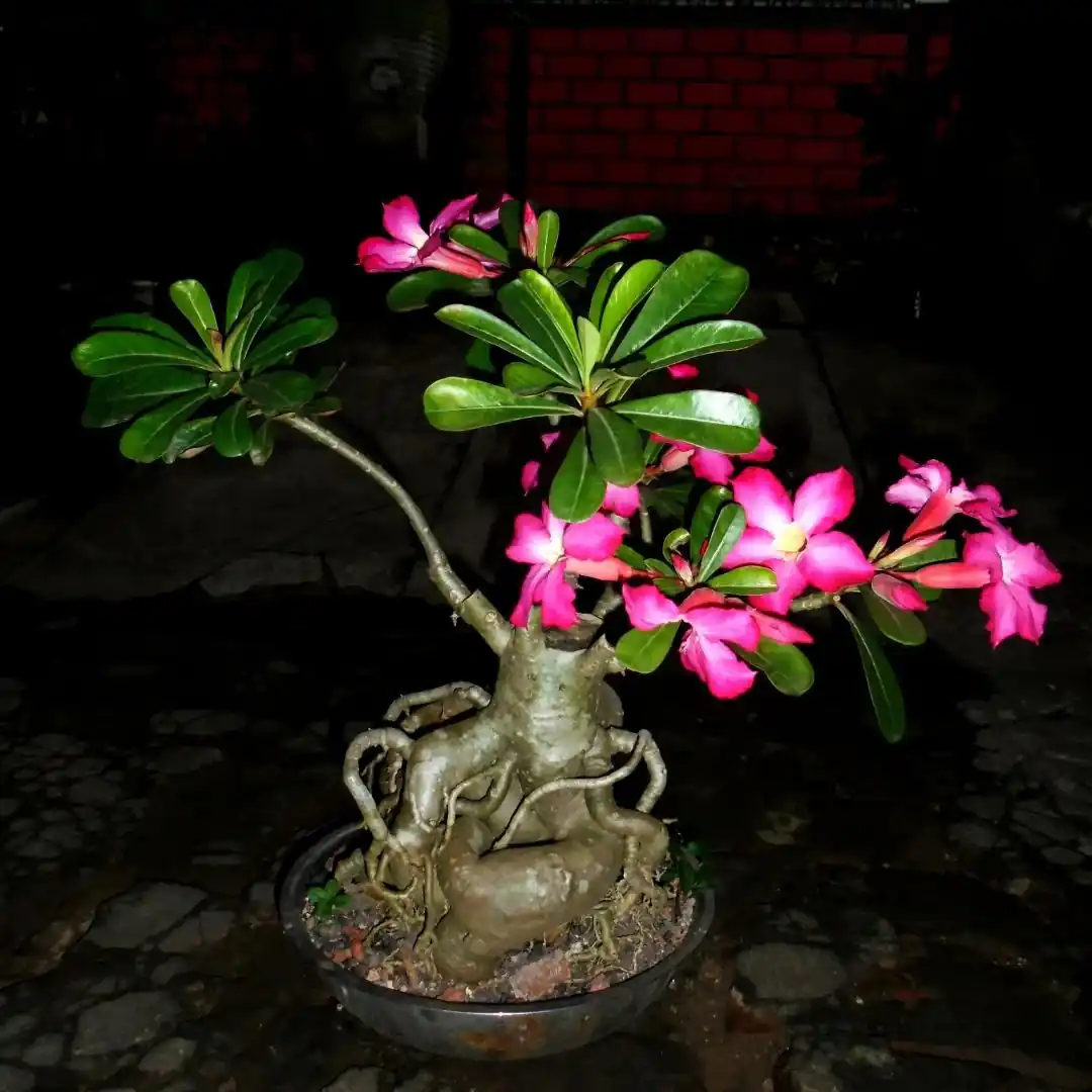 Adenium Pink Seed Plant